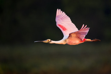 A bright pink Roseatte Spoonbill flying in front of a dark background with early morning sun shining on it.
