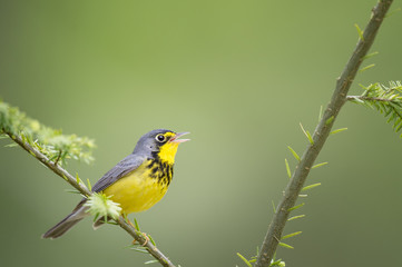 A beautiful yellow and black male Canada Warbler sings while perched on a branch with a smooth green background.