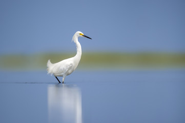 A Snowy Egret wades in the bright blue shallow calm water on a bright sunny day with a smooth background.