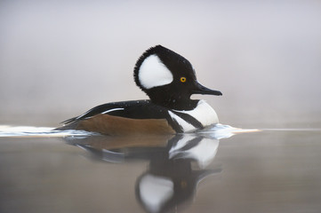 A male Hooded Merganser duck swims on the calm water one foggy morning in the soft dawn light.