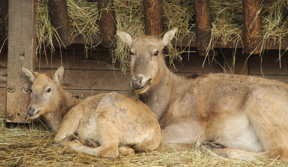 the milu deer female with its youngster (Elaphurus davidianus)