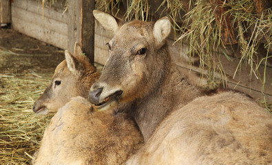 the milu deer female with its youngster (Elaphurus davidianus)