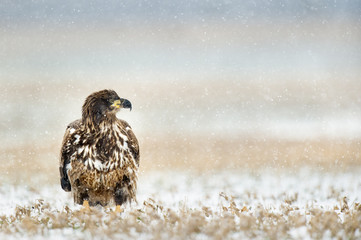 A juvenile Bald Eagle sits in an open field as a light snow falls on it one cold winter morning.