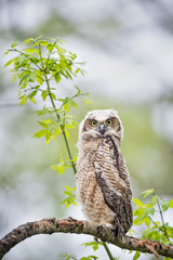 A young Great-horned Owlet stares right at me while perched on a branch in the spring forest.