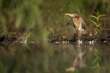 A juvenile Green Heron stands along the edge of a pond in the morning sun with its reflection in the water.