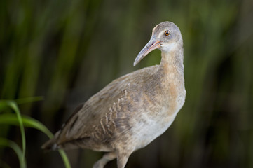 A Clapper Rail stand in front of green marsh grasses for a close detailed portrait with soft lighting.