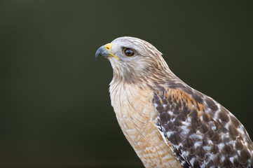 A close up of a Red-shouldered Hawk with a dark green smooth background in soft overcast light.