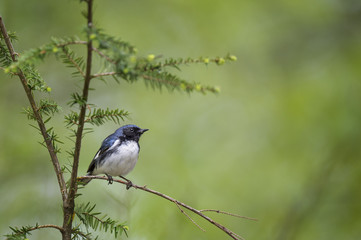 A Black-throated Blue Warbler perched on an open branch with a smooth green background in soft light.