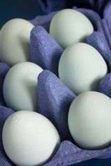 Fototapeta na wymiar Pastel blue free range eggs laid by Cream Legbar hens a British heritage breed developed in 1929