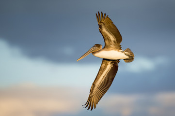 A juvenile Brown Pelican flies in the late evening sun witha  dark blue cloudy background in Florida.