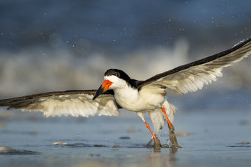 A Black Skimmer takes off from the wet sandy beach in the bright morning sun with waves crashing in the background.