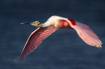 A bright pink Roseate Spoonbill flies into the evening sun showing off its colorful wings against a deep blue water background.