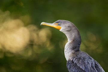 A close portrait of a Double-crested Cormorant with a background of the sun filtering through the trees.