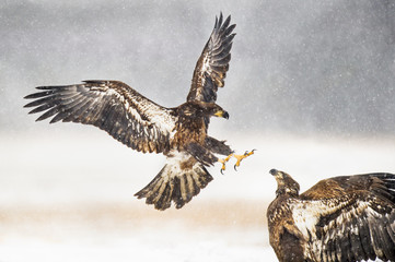 A pair of juvenile Bald Eagles attack each other in the falling snow in an open field in the winter.