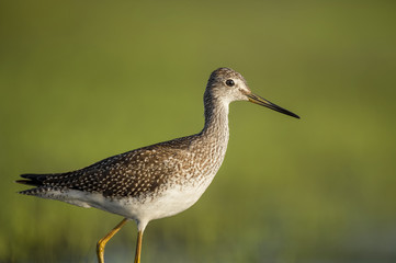 A Greater Yellowlegs stands for a close portrait in the morning sun with a smooth green background.
