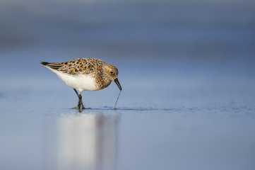 A Sanderling in breeding plumage tugs at a worm to pull it from the wet sand on a beach in the afternoon sun.