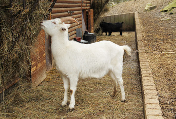 white domestic goat eating hey from the rack
