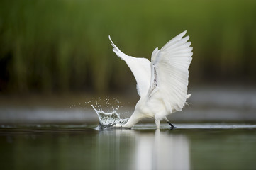 A Snowy Egret strikes at the water for a small fish making a splash with its wings lifted.