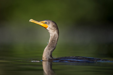 A close portrait of a Double-crested Cormorant swimming in the bright morning sun with a smooth green background.