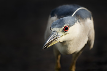 A Black-crowned Night Heron stalks prey in a spotlight of sun with a dark background. It's bright red eye really stands out.