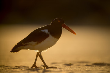 One of the parents of an American Oystercatcher family strolls by right into the setting sun which gave me a wonderful golden glow around the bird.