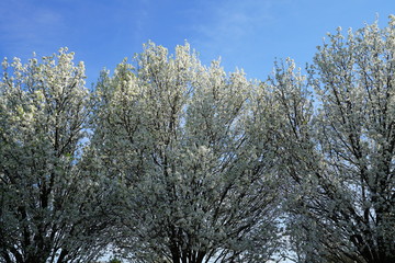 View of flowering pear tree in the suburbs of Dallas, Texas during spring