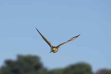 A Merlin flies directly at the camera with a blue sky background and even sun shining.