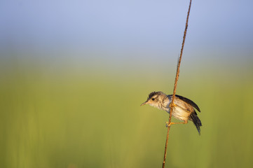 A small Marsh Wren clings to a piece of marsh grass in the morning sun with a smooth green and blue background.