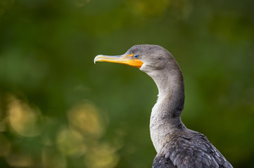 A portrait of a Double-crested Cormorant in soft light with a bright blue eye and a smooth green background.