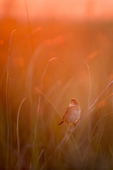 Un moineau marin juvénile perché bas dans l& 39 herbe du marais juste au moment où les premiers rayons de soleil éclairaient le matin.