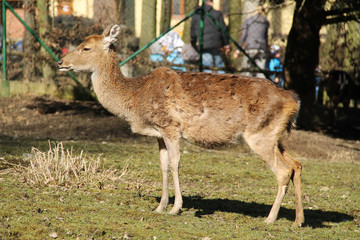 axis deer female in the outdoor enclosure