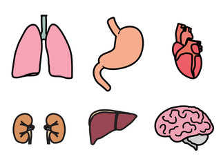 Внутренние органы человека4