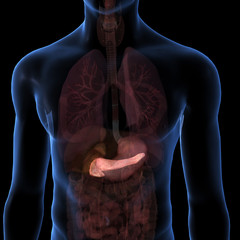 Pancreas Isolated within Torso on Black - 196040562