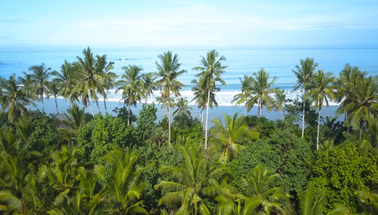 Fototapeta na wymiar AERIAL: Tall palm trees towering over the endless blue ocean on a beautiful day.