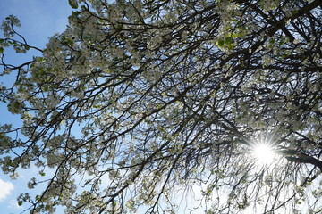 View of flowering pear tree in the suburbs of Dallas, Texas during spring