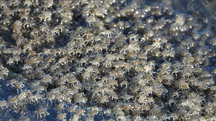 CLOSE UP Tiny crabs with transparent legs and brown shells moving around coast