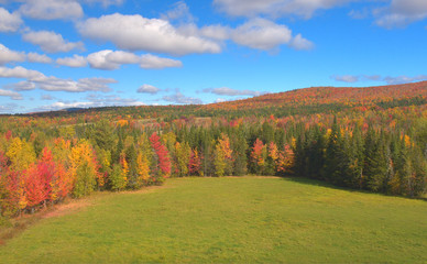 Naklejka premium AERIAL: Flying above large green meadow in the middle of dense fall woodlands.