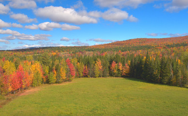 AERIAL: Flying above large green meadow in the middle of dense fall woodlands.