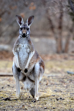 Kangaroo Stare