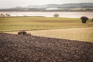 The Tractor / A tractor ploughing a field being followed by birds alongside the River Tay near Perth, Scotland. 30 November 2011. © espy3008