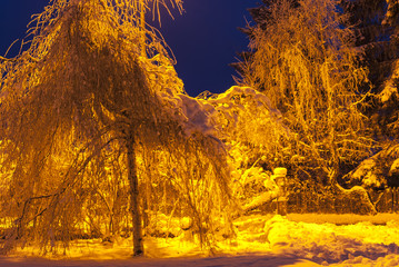 Tungsten Light / Trees and snow under a tungsten street light. 22 December 2009.