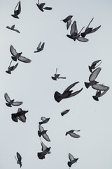 Photo of Pigeons birds flying in the sky