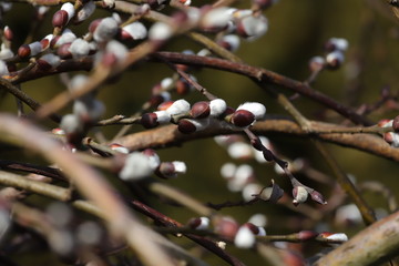 catkins on spring