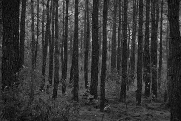 pine wood in forest - black and white tone