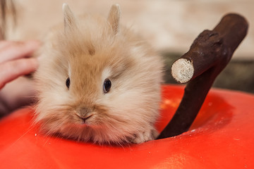 Red easter bunny rabbit