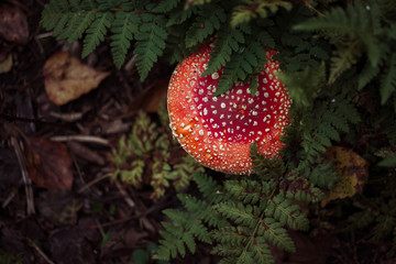 Fly agaric mushroom