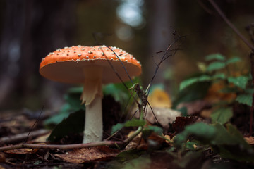 Fly agaric mushroom