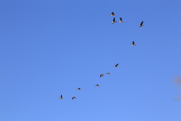 Vögel auf Harriersand