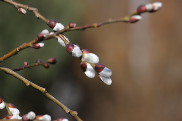 catkins on spring