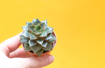 A woman's hand holds a pot of Succulent. Close-up on a yellow background.